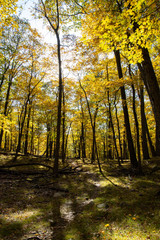 Autumn forest scenes