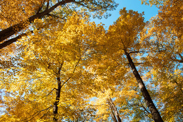 Autumn forest scenes