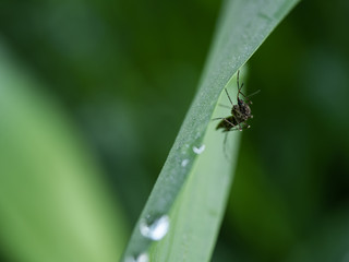 mosquito on grass in the morning
