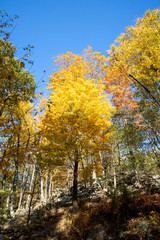 Autumn forest scenes