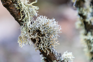 lichen growing on the branches of an oak - obrazy, fototapety, plakaty