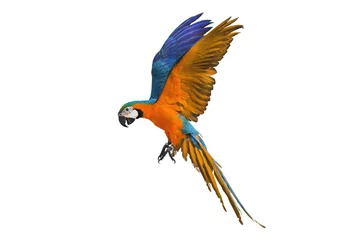 Foto op Canvas Kleurrijke vliegende papegaai geïsoleerd op wit © Passakorn