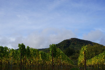 Fototapeta na wymiar Blick von den Weinbergen in Edenkoben auf die Ludwigshöhe im Pfälzerwald