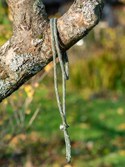 picture with wooden trunk and rope 