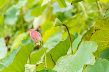 Beautiful pink lotus bud in pond