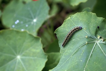 Cabbage White Caterpillar on a Leaf