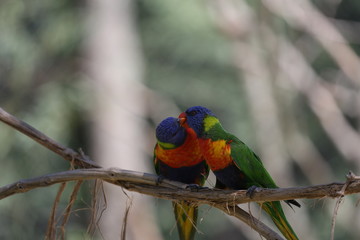 aves varias 
