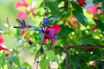 A shady colorful background is the perfect hiding place for this tiny prehistoric little bird, the...