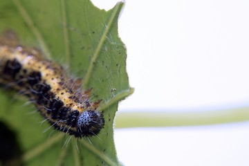 Cabbage White Caterpillar on a Leaf