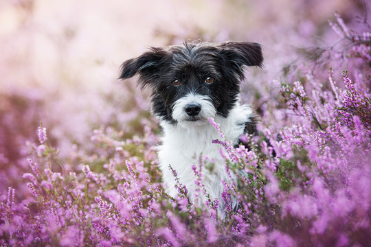 Chinese crested dog in heather flower landscape