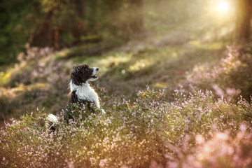 Chinese crested dog in heather landscape