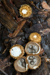 Bird's-nest fungi (Cyathus olla) showing fruiting bodies in various stages of maturity. Peridioles inside cuplike 
