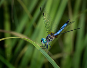Blue dasher dragonfly (Pachydiplax longipennis) resting on grass blade