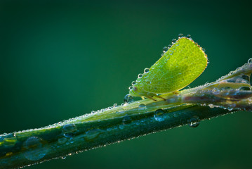 Dew-covered planthopper (Acanalonia conica) on big bluestem grass stalk in early morining sun.