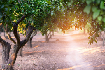 Citrus garden with trees, way and sunlight in Sicily, Italy. Mandarin tree with fruits. Branch with...