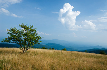 Fototapeta na wymiar Lone tree in mountain meadow along Appalachian Trail on top of Cole Mountain in the Blue Ridge Mountains of Virginia.