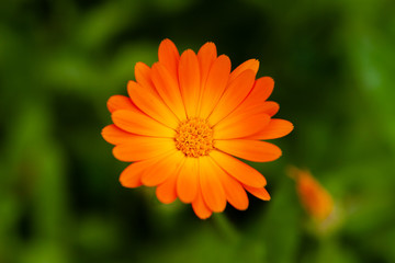 Orange calendula flower close-up on a blurred background.