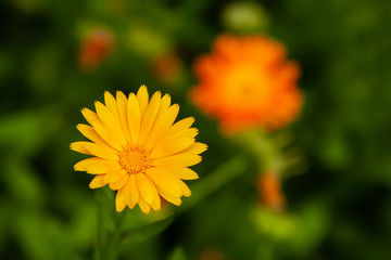 Yellow calendula flower close-up on a blurred background.