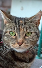 Cute Tabby Cat with Green Eyes