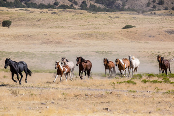 Wild Horses