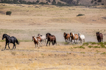 Fototapeta na wymiar Wild Horses