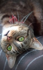 Cute Tabby Cat with Green Eyes