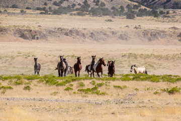 Wild Horses