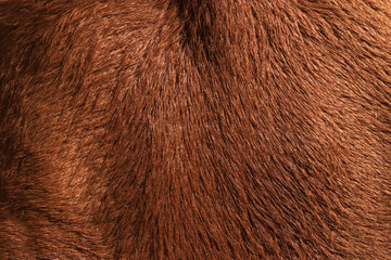 Cow skin,Texture of a brown cow.