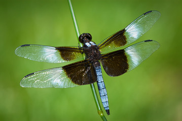 Widow skimmer dragonfly (Libellula luctulosa) perched on grass stalk in suburban yard.