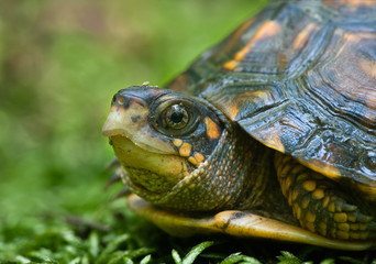 Young female box turtle (Terrapene carolina) on bed of moss. Turtle is about 3 inches in diameter. Brown iris delineates sex. (Males' irises are red.)