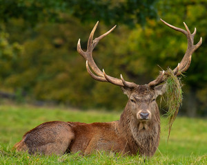 Stag
