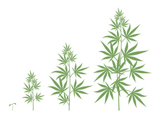 The Growth Cycle of Cannabis sativa plant. Marijuana phases set. Hemp ripening period. The life stages. Weed Growing pot. Silhouette vector Infographic illustration.