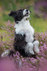 Chinese crested dog in heather landscape