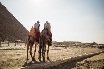 camel in the desert with two riders