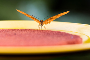 Orange butterfly starting to fly