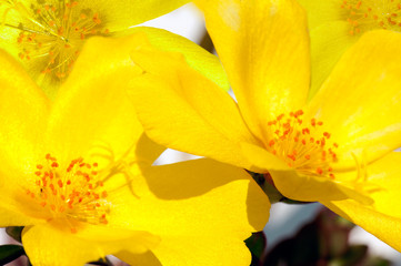 Closeup of petals with stamens and pollen of yellow flowers