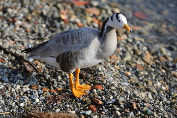 aves varias 