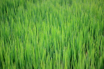Rice green field and paddy rice for natural background.
