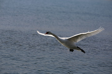 aves varias 