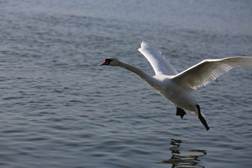 aves varias 