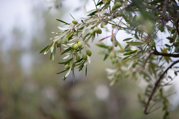 Olive trees garden. Mediterranean olive farm ready for harvest. Italian olive's grove with ripe fresh olives.