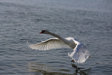 aves varias 