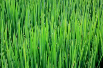 Rice green field and paddy rice for natural background.