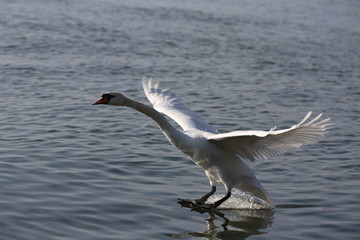 aves varias 