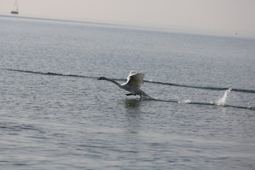 aves varias 