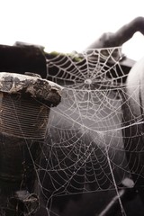 Fototapeta na wymiar spider on web