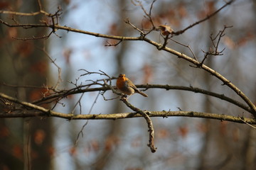 aves varias 
