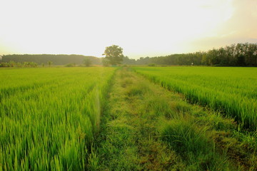 Obraz premium Green fields and morning atmosphere on the sunset.