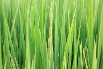 Rice green field and paddy rice for natural background.
