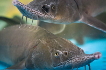 sturgeons in front. Closeup of a sturgeon fish floats in the water. shooting with hand motion camera